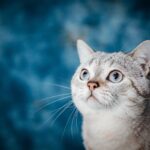 Best Pet Insurance Options