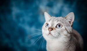 Best Pet Insurance Options