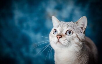 Best Pet Insurance Options: A Comprehensive Guide for Informed Pet Owners