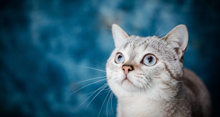 Best Pet Insurance Options
