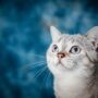 Best Pet Insurance Options