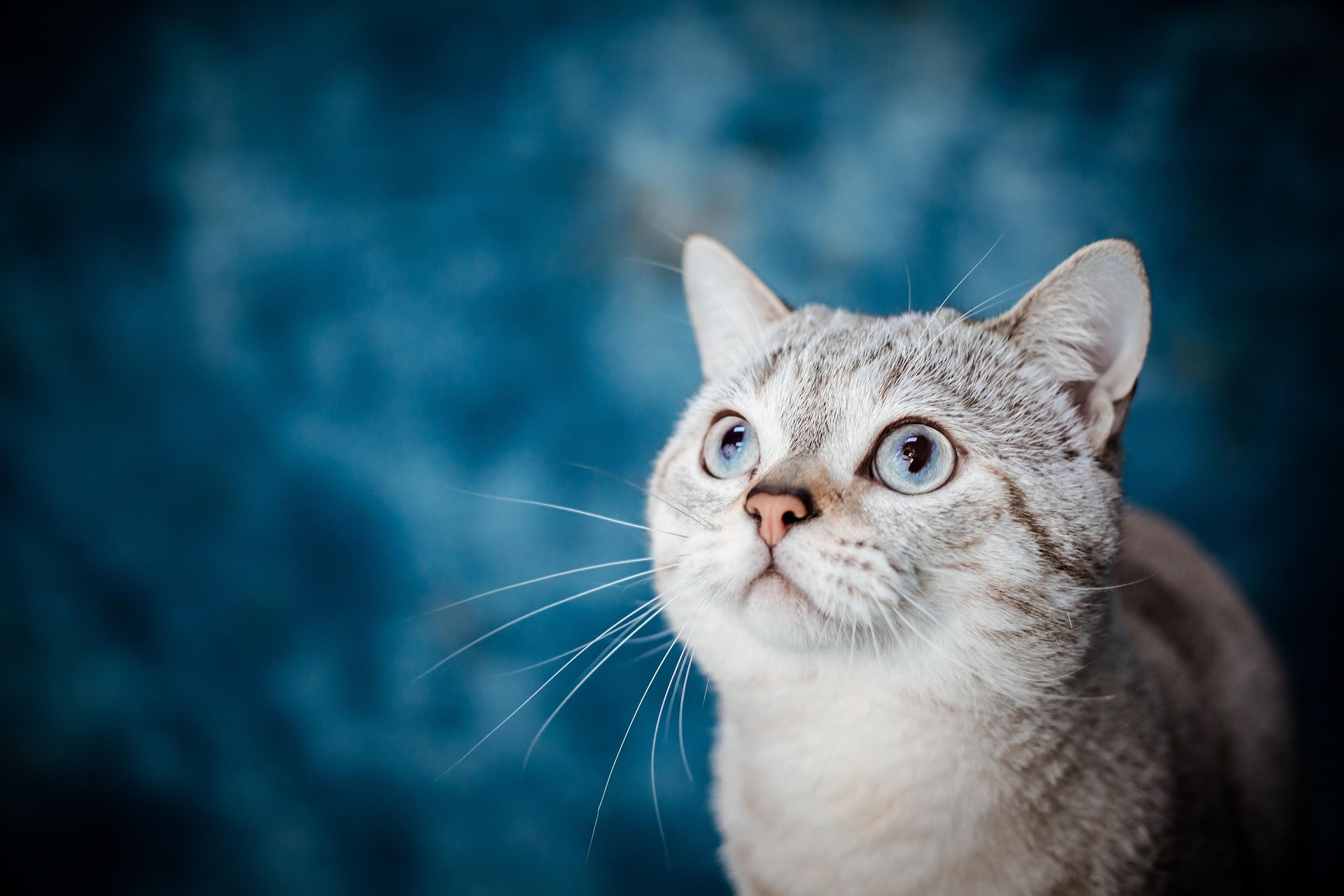 Best Pet Insurance Options